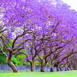 Jacaranda Tree Live Plant, 4-6 Inches Tall, Blue Purple Flowering Ornamental Tree for Outdoor Planting