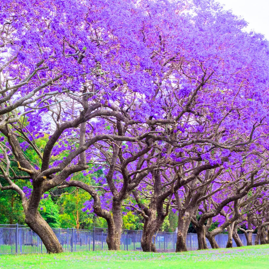 Jacaranda Tree Live Plant, 4-6 Inches Tall, Blue Purple Flowering Ornamental Tree for Outdoor Planting