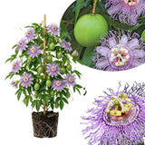 Maypop Passion Flower Live Plant, Passiflora Incarnata Vine, 4-8 Inches Tall, Well Rooted, Purple Passionflower for Outdoor Garden, Hardy Perennial Climbing Vine