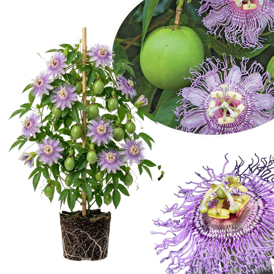 Maypop Passion Flower Live Plant, Passiflora Incarnata Vine, 4-8 Inches Tall, Well Rooted, Purple Passionflower for Outdoor Garden, Hardy Perennial Climbing Vine