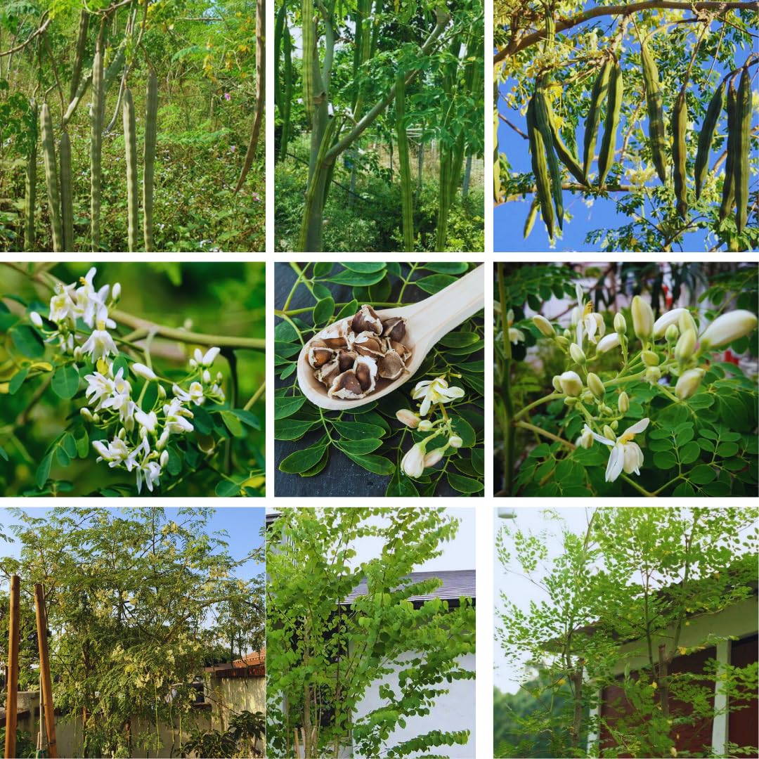 Set 2 Moringa Oleifera Drumstick Plant, Moringa Trees Live Plants, 4 to 6 Inc Tall Long, Tropical Herb Plant Garden Growing Inside or Outside, 2 Plants per Pot