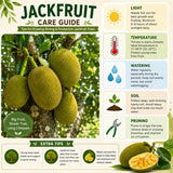 Jackfruit Tree Live Plant, Sweet Tropical Fruit 8-10 Inches Tall, 4 Inc Pot, Sweet Jackfruit Plant for Grow Outdoor