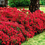 Red Azalea Plant Live, 10 Inches Tall, Hardy Flowering Shrub for Outdoor Planting and Landscaping