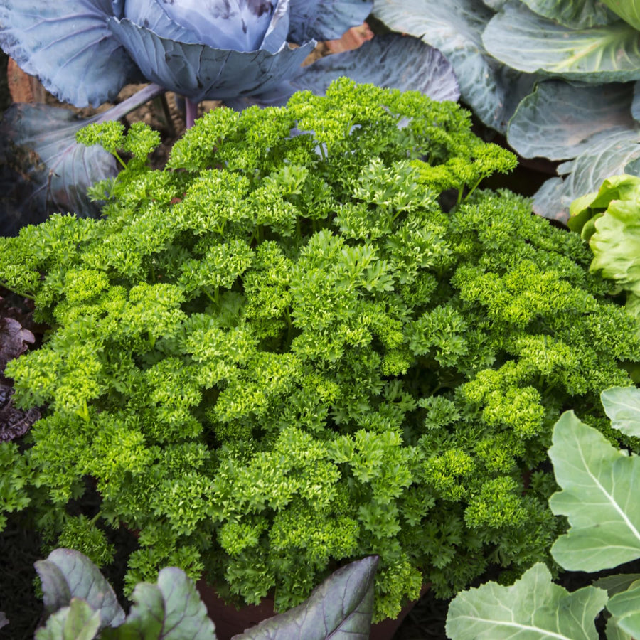 Live Parsley Plants, Parsley Plant Live for Planting Outdoor Garden, 4 to 6 Inches Tall in Pot