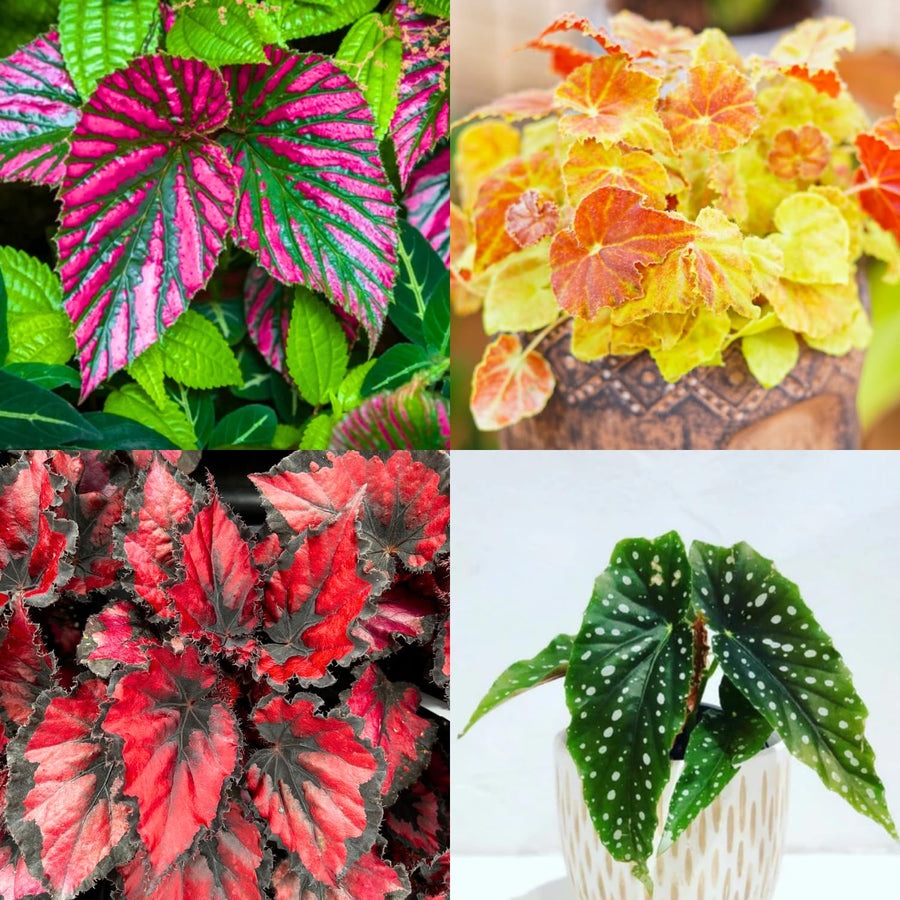Combo 3 Mix Begonia Angel Wing Plants Live, Begonia Maculata Live Plant, Begonias Live Plants Outdoor, 4 to 8 Inc Tall
