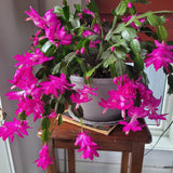 2 Live Purple Christmas Cactus Plants, Dark Pink Purple Christmas Cactus Plants Live, 4 to 6 Inch, Bare Root, Perennial Flower Holiday Succulent Plant, No Pot