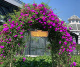 Purple Climbing Rose Live Plant Bare Root, Live Rose Bushes Ready to Plant Outdoor, 7-12 Inc Tall, Well Rooted, Cold Hardy