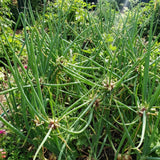 Set 10 Walking Onion Bulbs, 2 Years Old Perennial Garden Onion