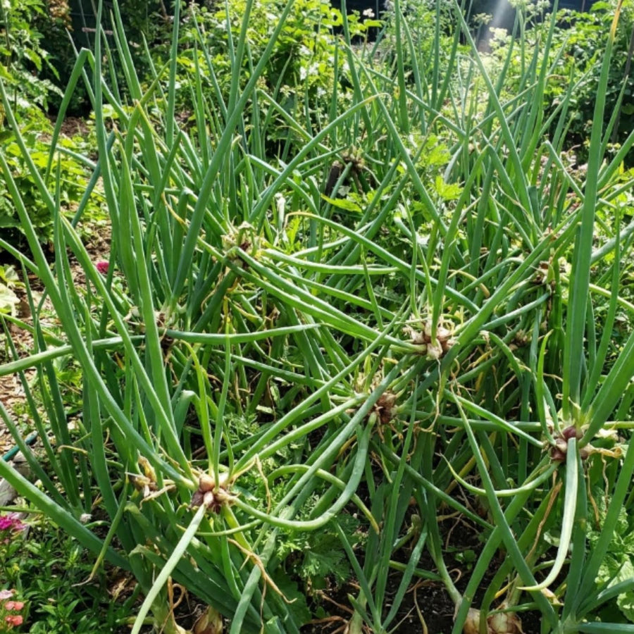 Set 10 Walking Onion Bulbs, 2 Years Old Perennial Garden Onion