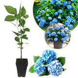 Blue Hydrangea Live Plant, 2.5 Inch Pot, Color Changing Hydrangea Bush, Hardy Perennial Flowering Shrub, 6-12" Tall
