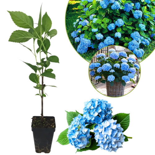Blue Hydrangea Live Plant, 2.5 Inch Pot, Color Changing Hydrangea Bush, Hardy Perennial Flowering Shrub, 6-12" Tall
