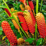 Live Awapuhi Shampoo Ginger Plant 5-10" in Tall, Cold Hardy Red Ginger Oudoor Planting, Pinecone Zerumbet Zingiber, Ginger Lily Flowers