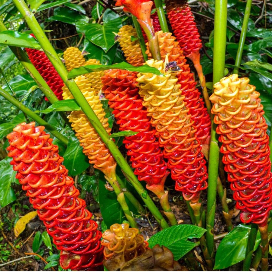 Live Awapuhi Shampoo Ginger Plant 5-10" in Tall, Cold Hardy Red Ginger Oudoor Planting, Pinecone Zerumbet Zingiber, Ginger Lily Flowers
