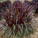 1 Ornamental Grass Plant - Black Fountain Grasses Live Plants Perennial - 5-9 Inc Tall - Live Grass Seedlings Indoor Outdoor