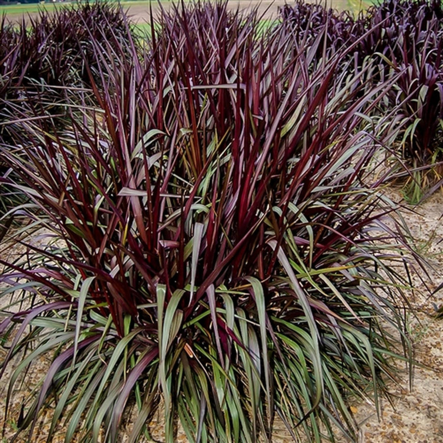 1 Ornamental Grass Plant - Black Fountain Grasses Live Plants Perennial - 5-9 Inc Tall - Live Grass Seedlings Indoor Outdoor