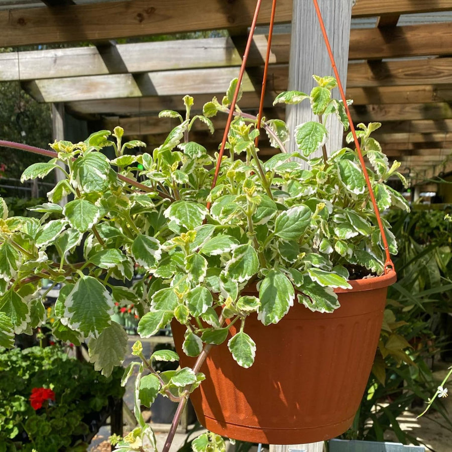 Variegated Plectranthus Swedish Ivy Plants Live, in 3" Pot, Swedish Ivy Mint Herb Houseplants, 4-8" Tall for Indoor and Outdoor