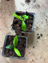 Meyer Yellow Lemon Tree Live Plant, Starter Seedling 2-3" Tall Citrus Tree, Hardy Yellow Lemon Fruit Tree for Outdoor Planting