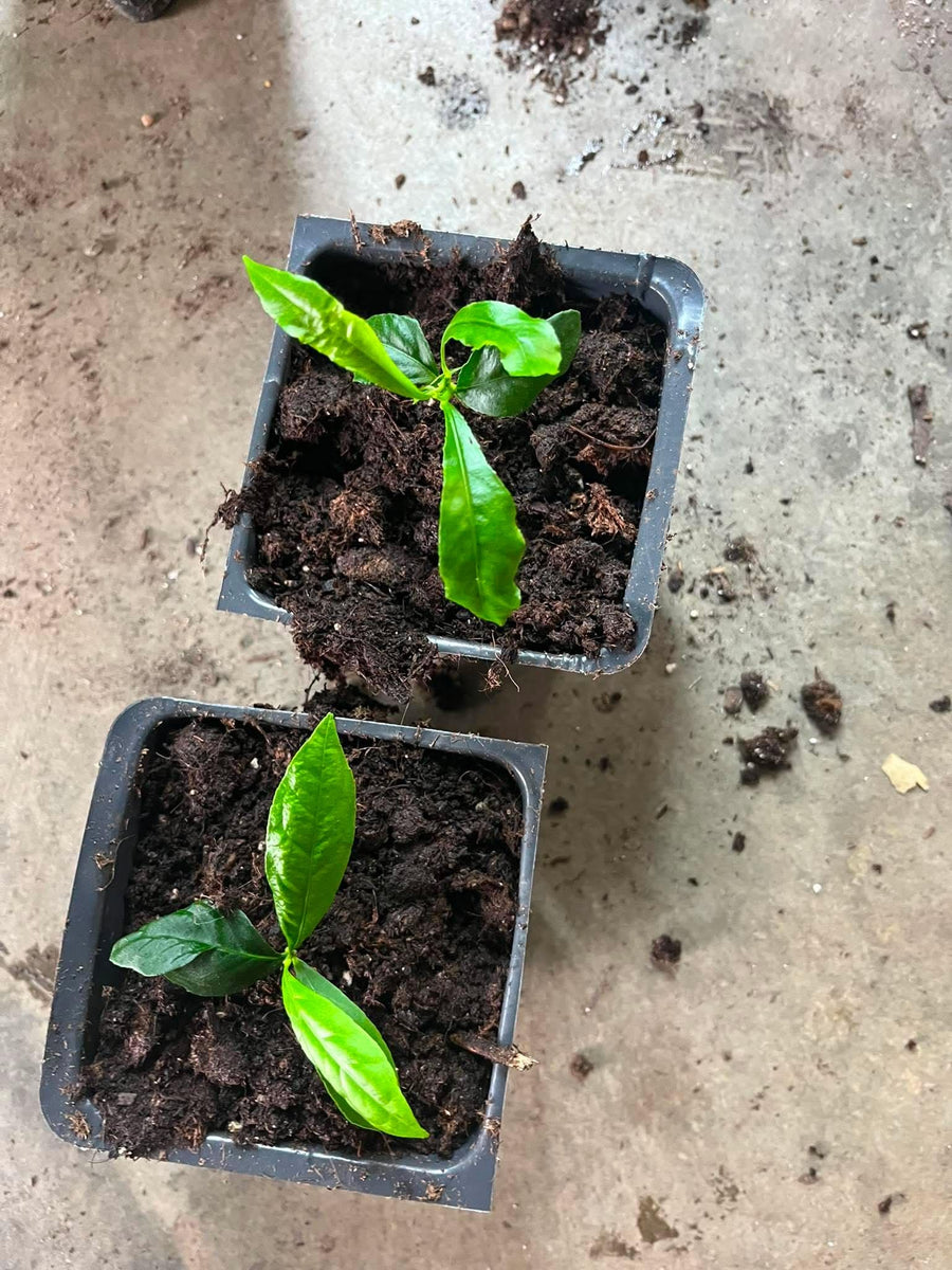 Meyer Yellow Lemon Tree Live Plant, Starter Seedling 2-3" Tall Citrus Tree, Hardy Yellow Lemon Fruit Tree for Outdoor Planting
