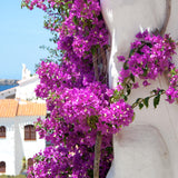 Bougainvillea Plants - Pack 2 Bougainvillea Flowering Plants - Starter from 4 to 6 Inches Tall Bareroot - Growing Outdoor (Purple)