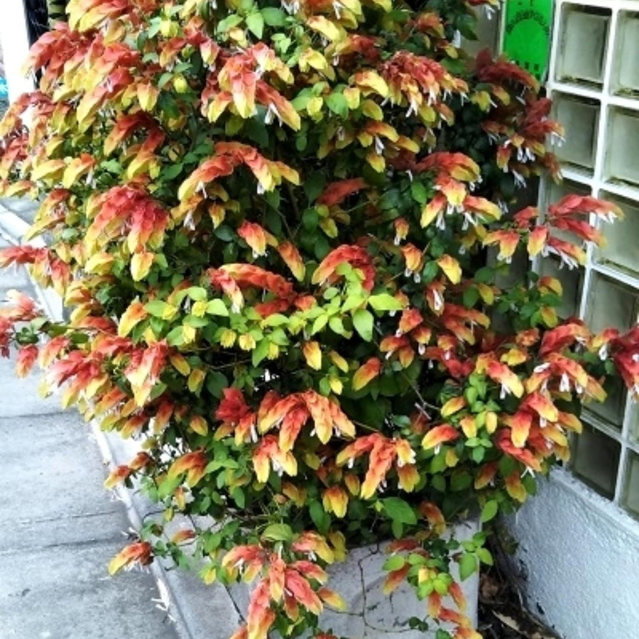2 Live Red Shrimp Plants, 4 to 6 Inc Tall, Shrimp Plants Live for Planting Outdoor Indoor