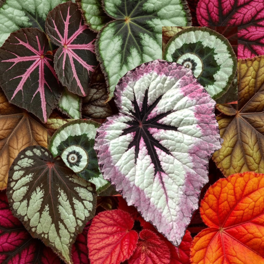 Combo 3 Mix Begonia Angel Wing Plants Live, Begonia Maculata Live Plant, Begonias Live Plants Outdoor, 4 to 8 Inc Tall