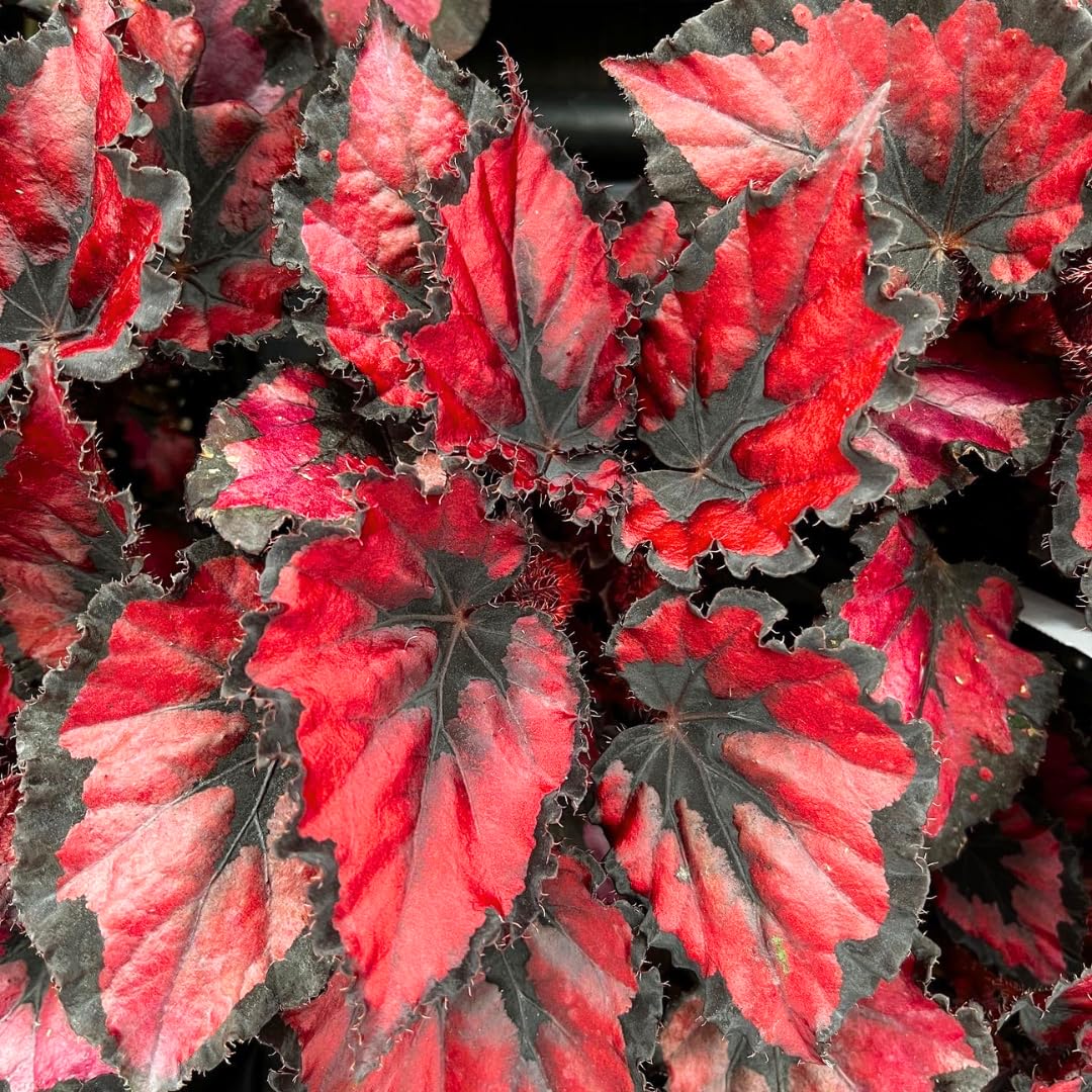Begonia Live Plant Outdoor, Can Grow As Weeping Begonia, Red Black Leaf, Fast-Growing, Easy-Care Flowering Plant for Gardens Containers, 5-9” Tall, No Pot, Begonia Maculata Plants