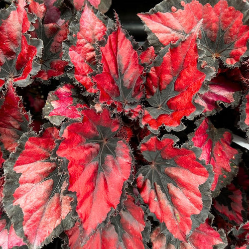 Begonia Live Plant Outdoor, Can Grow As Weeping Begonia, Red Black Leaf, Fast-Growing, Easy-Care Flowering Plant for Gardens Containers, 5-9” Tall, No Pot, Begonia Maculata Plants