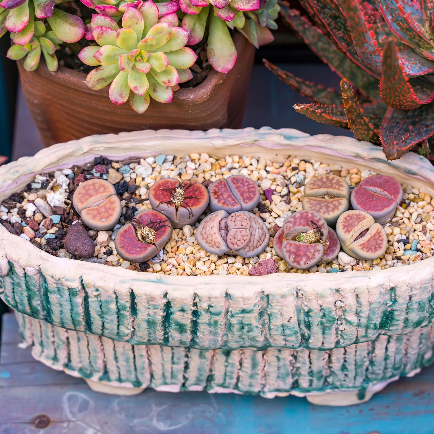 30 Assorted Lithops Live Plants, Large Lithops Living Stones Succulent Plant for Planting, Live Lithop Plants, Mix Colorful Succulents Bare Root Without Pot and Soil