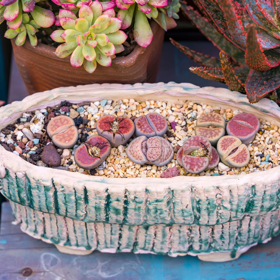 30 Assorted Lithops Live Plants, Large Lithops Living Stones Succulent Plant for Planting, Live Lithop Plants, Mix Colorful Succulents Bare Root Without Pot and Soil