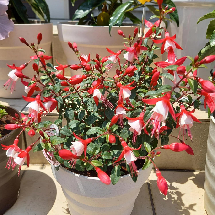 Set 4 Live Fuchsia Plants, 4 to 6 Inc in Height, Red White Fuchsia Live Plants, Fragrant Flower Plants