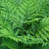 Set 10 Lady Fern Rhizomes, Ferns Starter Roots, Perennial Fern Plants, Ready to Grow