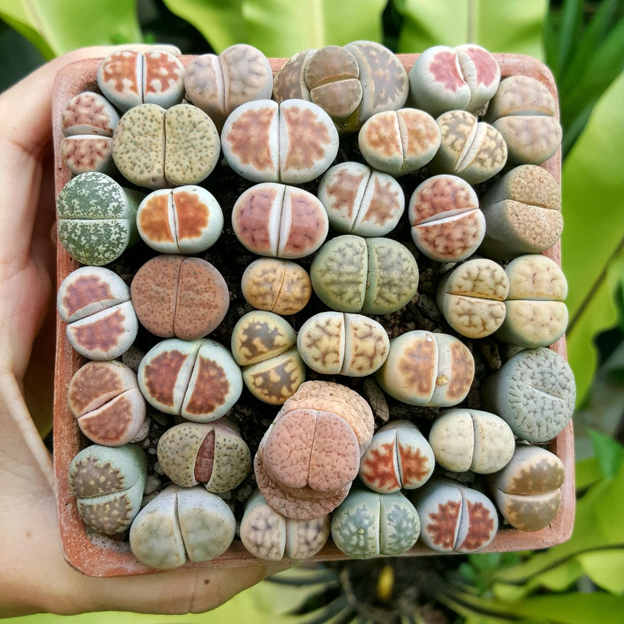 10 Lithops Live Plants, Mix Colorful Lithops Succulents Plants Live, Living Stones, Large Assorted Lithop Plant Bare Root Without Pot and Soil