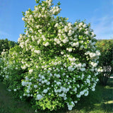 Old Snowball Viburnum Live Plants, 6-12 Inch Tall Viburnum Plant in 4 inch Pot, Perennial Hardy Flower Plant for Garden, Patio and Landscape