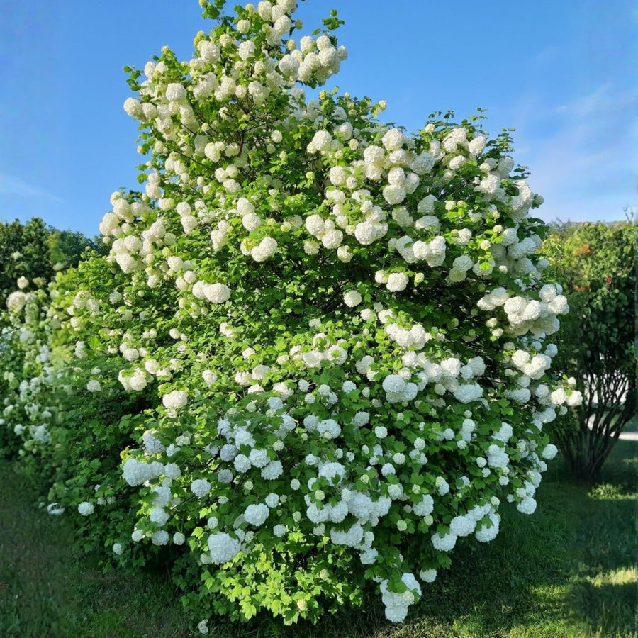 Old Snowball Viburnum Live Plants, 6-12 Inch Tall Viburnum Plant in 4 inch Pot, Perennial Hardy Flower Plant for Garden, Patio and Landscape