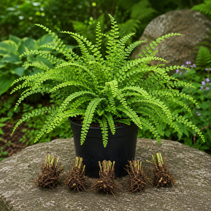 10 Maidenhair Fern Live Rhizomes, Shade Perennial Fern Plants for Outdoor Growing, Hardy, Fast Growing