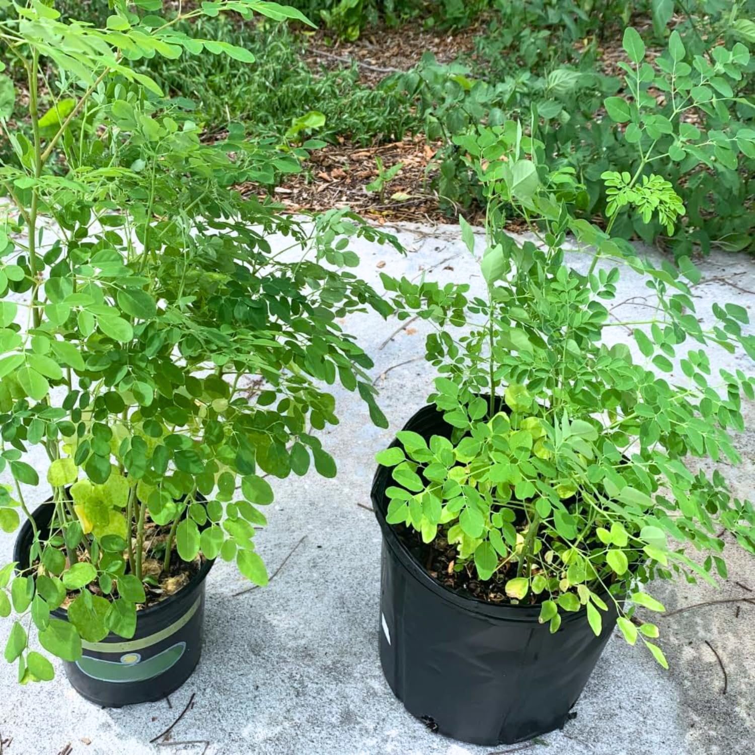Moringa Oleifera Tree Live Plant, Malunggay Plant Live, 1 Gallon Pot, Moringa Tree Plant Live, Drumstick Malunggay, 10-14" Tall