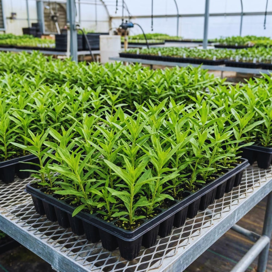 2 Orange Butterfly Milkweed Plants Live, Live Milkweed Plants, Asclepias Tuberosa Plant for Gardening, 5 to 7 Inc Tall