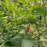 20 Hot Pepper Seeds, Vegetable Seeds for Indoor Outdoor Garden