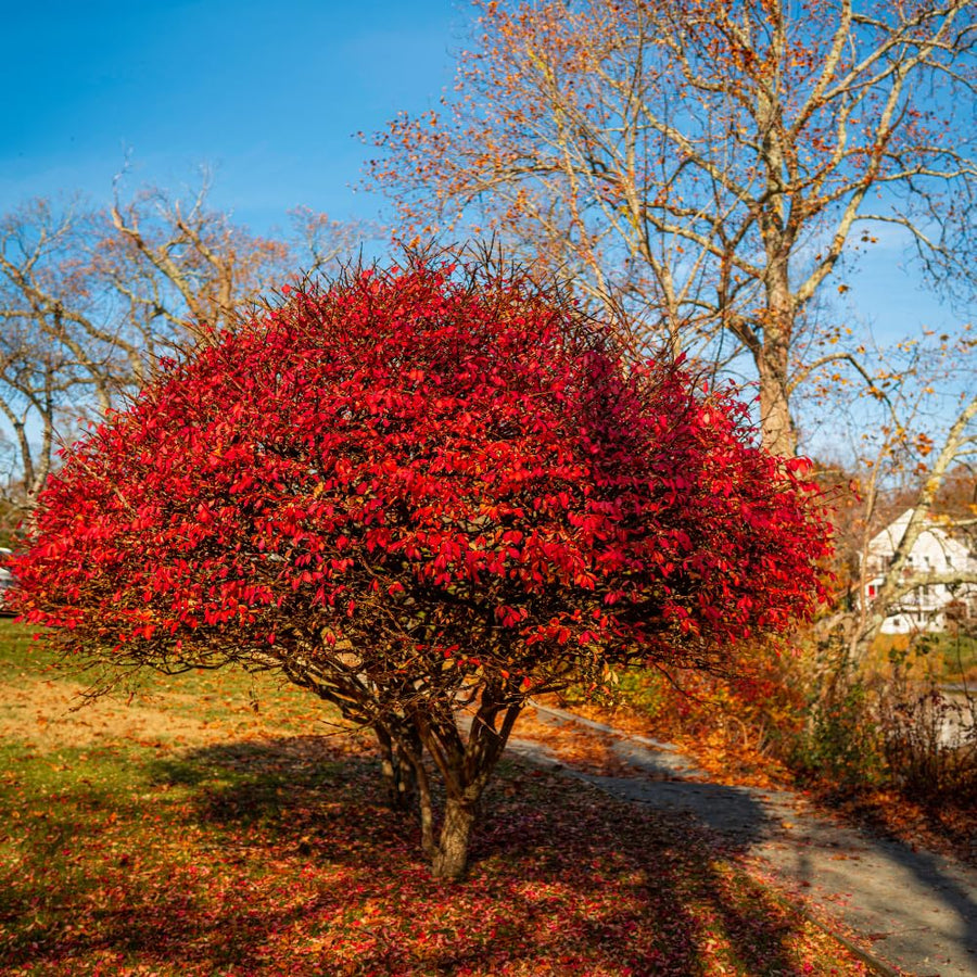 10 Burning Bush Bare Roots, Red Burning Bush Rooted Cuttings, 4 to 6 Inches Tall, Hardy Shrub Plant, Ready to Plant