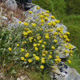 2 Golden Yarrow Plants Live, 4 to 6 Inc Tall, Yarrow Flower Live Plant, Bare Roots