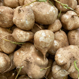 48 Jicama Seeds for Planting, Sweet Root Vegetable for Garden Growing