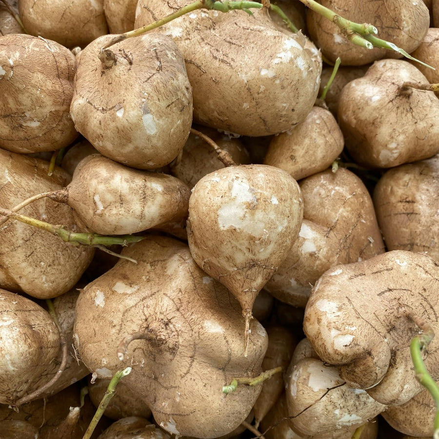 48 Jicama Seeds for Planting, Sweet Root Vegetable for Garden Growing