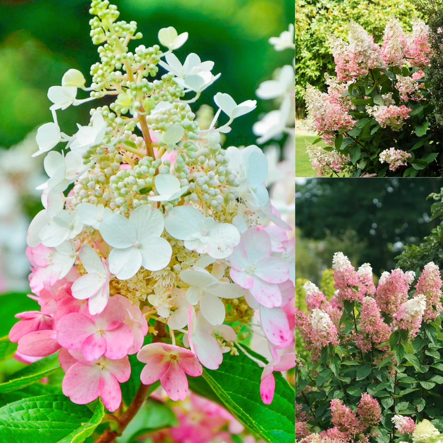 Pink Hydrangea Live Plant, Quart Pot, Color Changing Hydrangea Bush, Hardy Perennial Flowering Shrub, 8-14" Tall