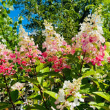 Pink Hydrangea Live Plant, Quart Pot, Color Changing Hydrangea Bush, Hardy Perennial Flowering Shrub, 8-14" Tall