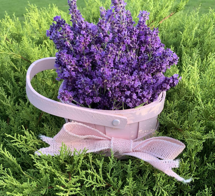 2 Live Lavender Plants, Purple Lavender Starter Plants in 3'' Pot, Fragrant Flowering Herb for Gardens, Planters and Indoor Pots (Very Fragrant Lavenders)