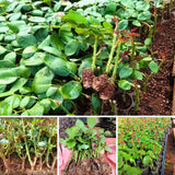 Rose Bush Live Plant - Rose Plant Live Shrub - Bareroot with Soil 5-10 Inch Tall - Fragrant Rose Flowers Heirloom Rose Shrub - No Pot (White Rose)