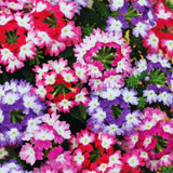 2 Mix Verbena Plants Live for Planting, Colorful Blooming Flower Plant, Verbena Live Plants, 5 to 7 Inc Tall