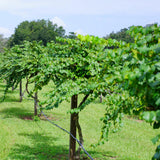 2 Muscadine Grape Vine Plants Live for Planting, Grape Plant Live Grape Tree, 4" Pot, Grape Fruit Tree