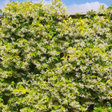 Green Star Jasmine Live Plant, Fragrant Flowering Jasmine in 3'' Pot, 8-10 Inches Tall, Flowering Vine Plant for Outdoor Garden