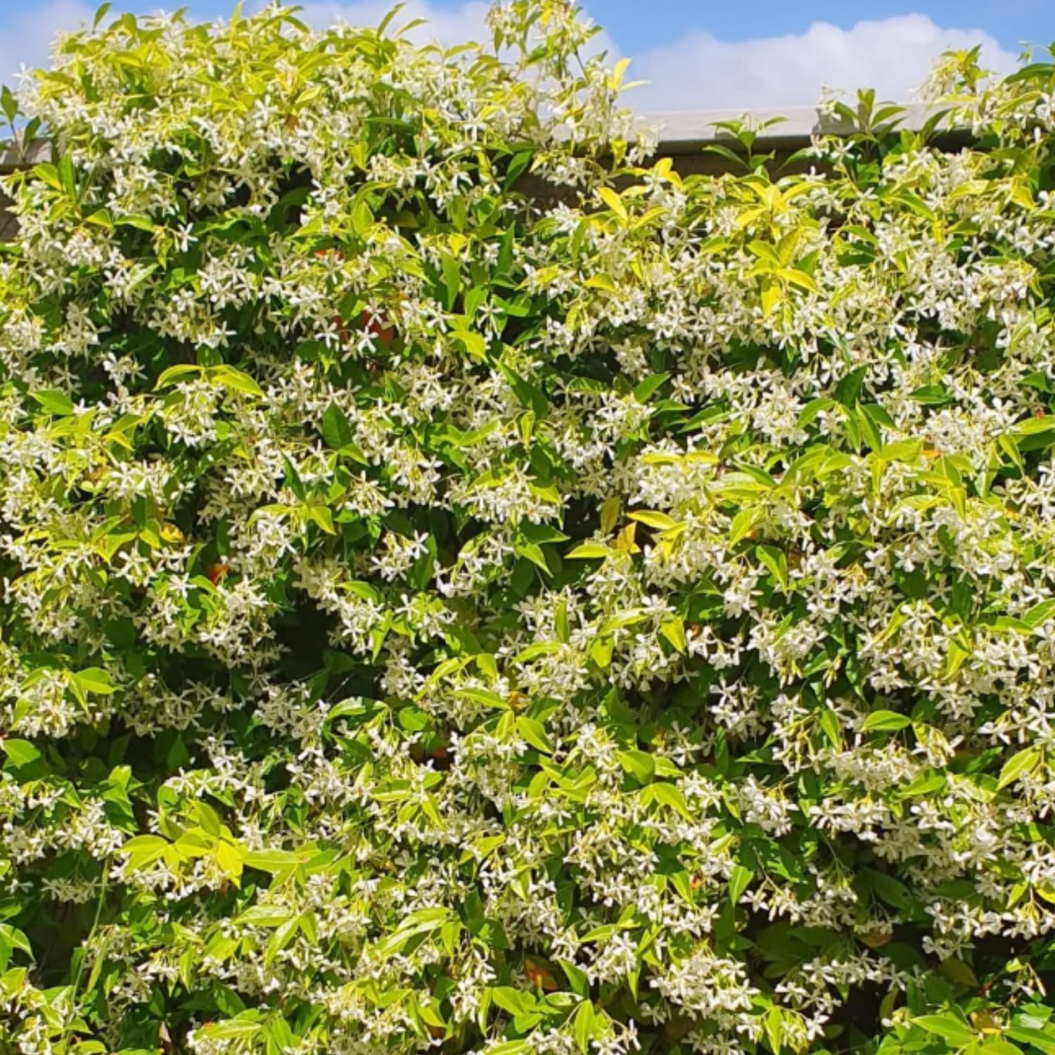 Green Star Jasmine Live Plant, Fragrant Flowering Jasmine in 3'' Pot, 8-10 Inches Tall, Flowering Vine Plant for Outdoor Garden